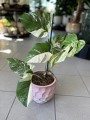 Variegata Monstera 1