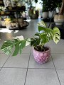 Monstera Variegata 2