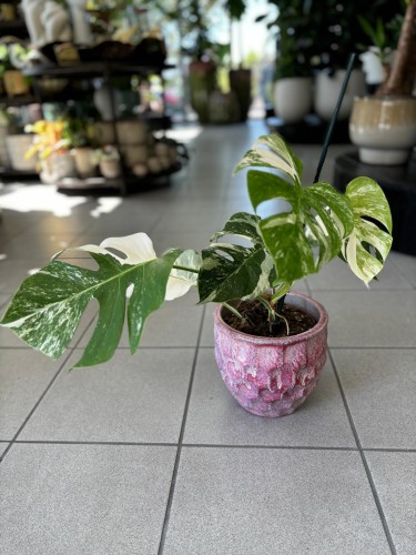 Monstera Variegata 2
