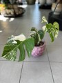 Variegata Monstera 2
