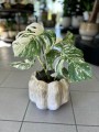 Monstera Variegata 3