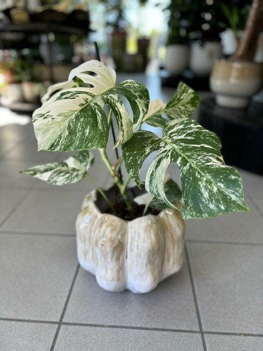 Monstera Variegata 3