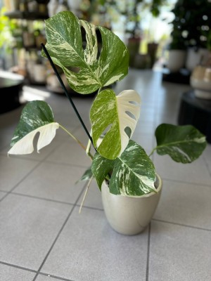 Monstera deliciosa variegata z węzłami