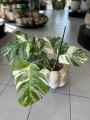 Monstera Variegata 5