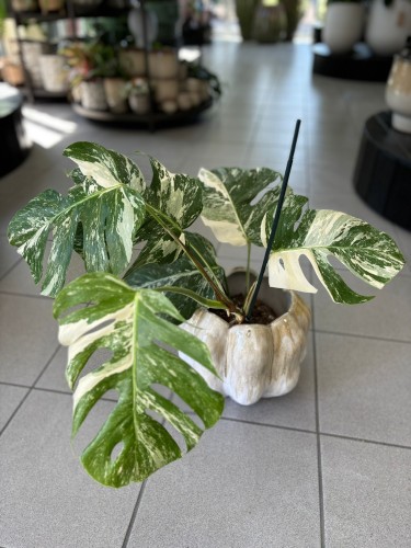 Monstera Variegata 5