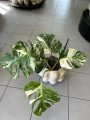 Variegata Monstera 5