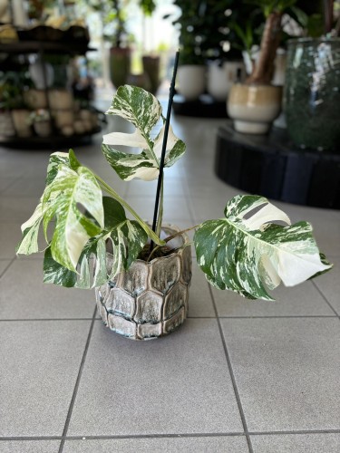 Monstera Variegata 6