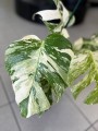 Variegata Monstera 6 liście