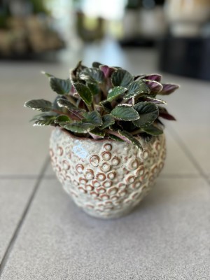 Saintpaulia pink variegata, fiołek afrykański 