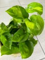 Epipremnum global green liście