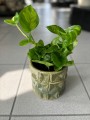 Global Green Epipremnum