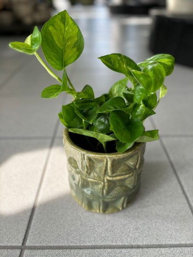 Global Green Epipremnum