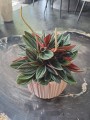 Peperomia Rosso