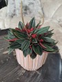 Peperomia Rosso
