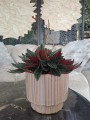 Peperomia Rosso