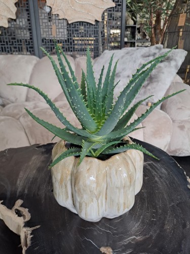Aloe arborescens