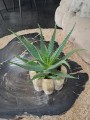 Aloe arborescens