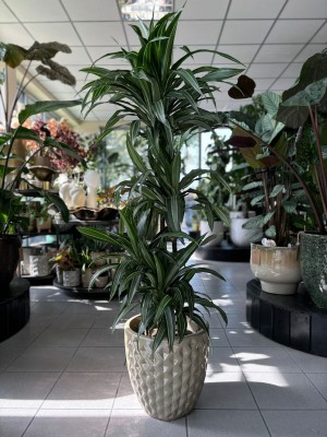 Dracaena Ulises, dracena