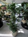 Ulises Dracena