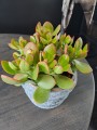 Crassula ovata Sunset