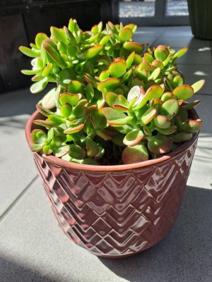 Crassula ovata Sunset, grubosz