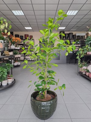 Ficus Moclame, fikus