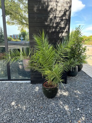 Phoenix canariensis, daktylowiec, palma