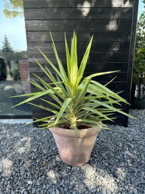 Yucca elephantipes Jewel, juka