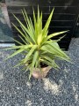Jucca Jewel