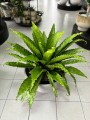 Asplenium Osaka XL