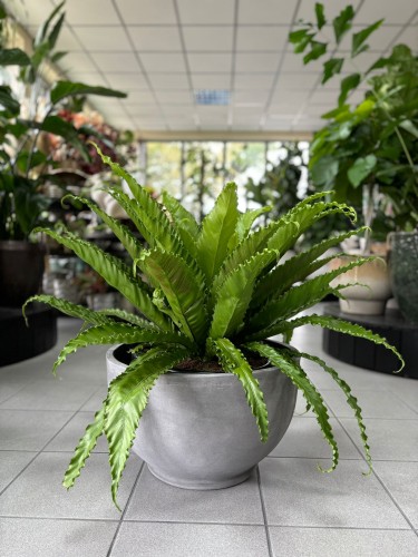 Asplenium Osaka