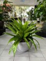 Osaka Asplenium