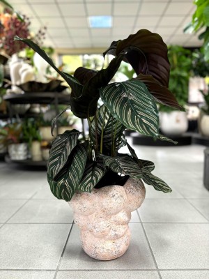Calathea Sanderiana Ornata, kalatea