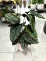 Ornata Sanderiana Calathea