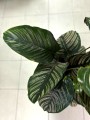 Calathea Ornata