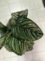 Calathea Sanderiana