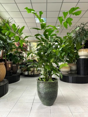 Caryota mitis, palma orzechowa
