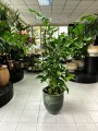 Mitis Caryota