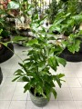 Caryota palma orzechowa
