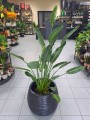 Strelitzia Reginae