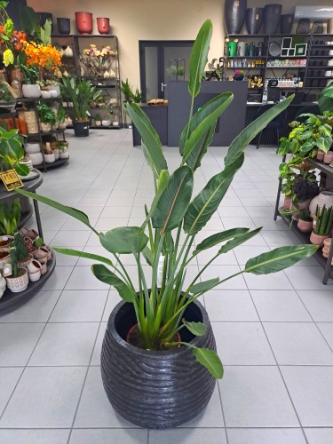 Strelitzia Reginae