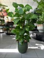 Epipremnum Aureum palik