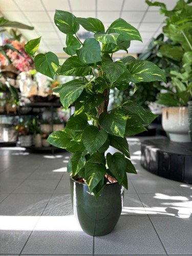 Epipremnum Aureum palik