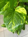 Epipremnum Aureum liście