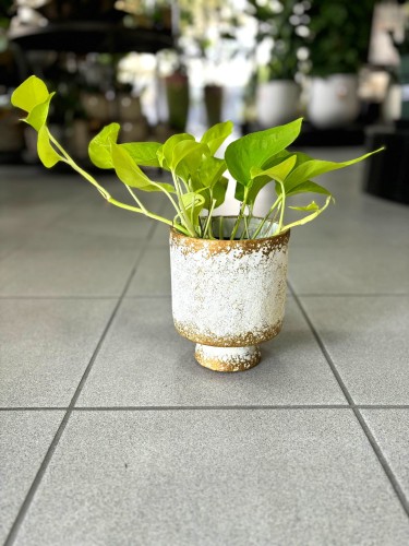 Golden Pothos Epipremnum