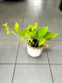 Epipremnum Golden Pothos