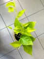 Epipremnum Golden Pothos liście
