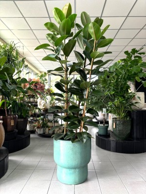 Ficus elastica Robusta, fikus XL