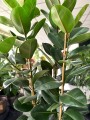 Ficus elastica Robusta liście