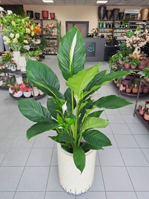 Spatiphyllum, skrzydłokwiat L